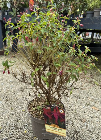 FUCHSIA MRS POPPLE