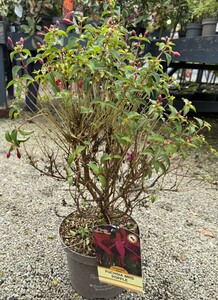FUCHSIA MRS POPPLE