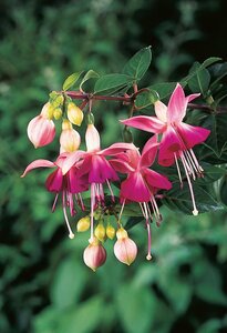FUCHSIA PAULA JANE