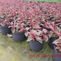 FUCHSIA Sunray