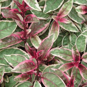 FUCHSIA Sunray