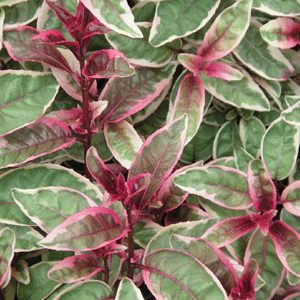 FUCHSIA Sunray