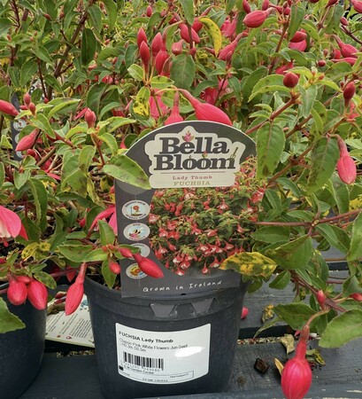FUCHSIA TOM THUMB
