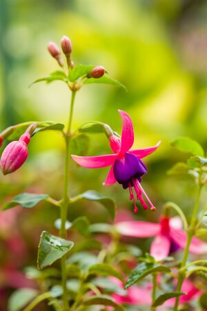 FUCHSIA TOM THUMB