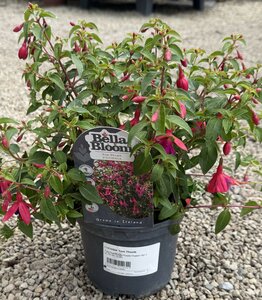 FUCHSIA Tom Thumb