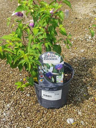 FUCHSIA x Blue Sarah