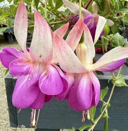 FUCHSIA x Blue Sarah - image 1