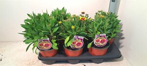 Gaillardia arist. 'Guapa Flamenco Bicolour'