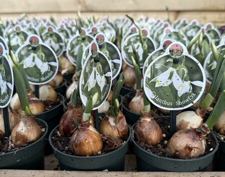 Galanthus elwesii 'Snow Fox' P9