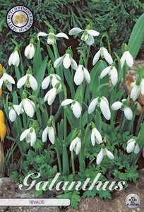 Galanthus nivalis