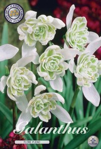 Galanthus nivalis 'Flore Pleno' 7-pack