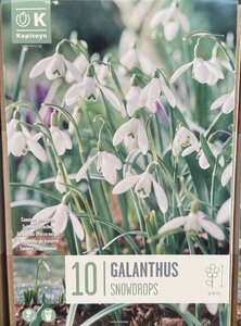 GALANTHUS SNOWDROPS x10