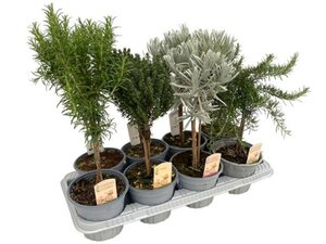 Garden herbs stem mix