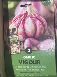 GARLIC VIGOUR