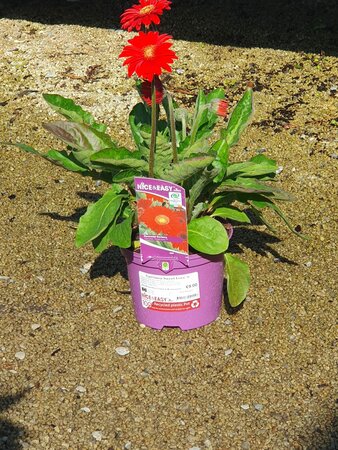 Garvinea Sweet Love ®