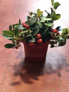 Gaultheria pro. Big Berry