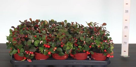 Gaultheria proc. 'Big Berry'® P10.5