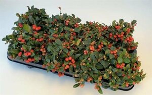 Gaultheria proc. 'Winterpearls'®