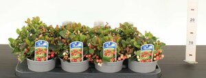 Gaultheria procumbens