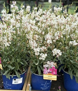 GAURA IN VARIETIES