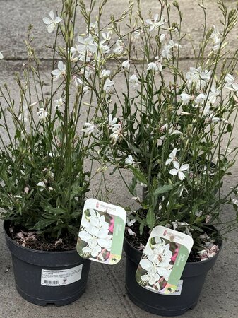 Gaura lindheimeri white 2 Ltr pot