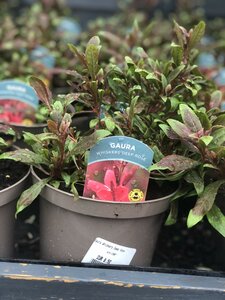 Gaura Whiskers Deep Rose