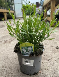 Gaura White