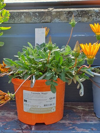 Gazania 'Magic'