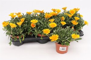 Gazania rigens 'Orange Jupiter'