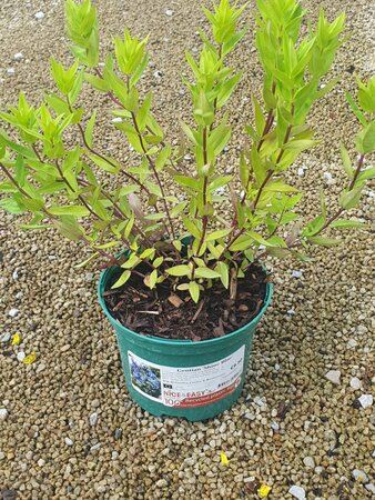 Gentian 'Shine Blue'