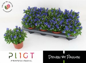 Gentiana scabra 'Luis Blue'