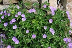 Geranium 'Azure Rush'