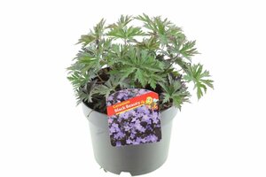 Geranium 'Black Beauty'