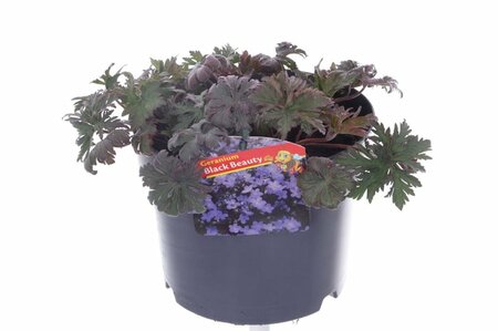 Geranium 'Black Beauty' 2 Ltr pot