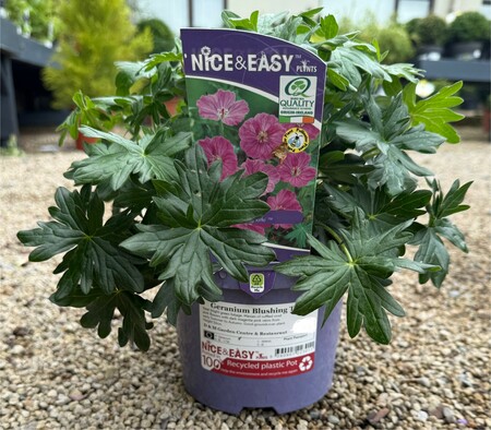 Geranium Blushing Turtle