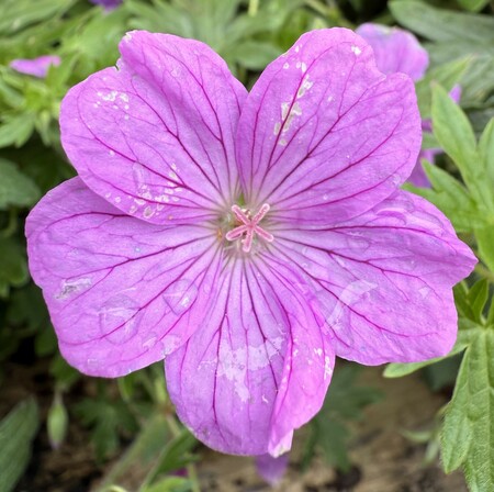 GERANIUM Blushing Turtle - image 1