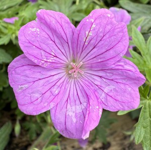 GERANIUM Blushing Turtle - image 1