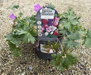 GERANIUM Blushing Turtle - image 2
