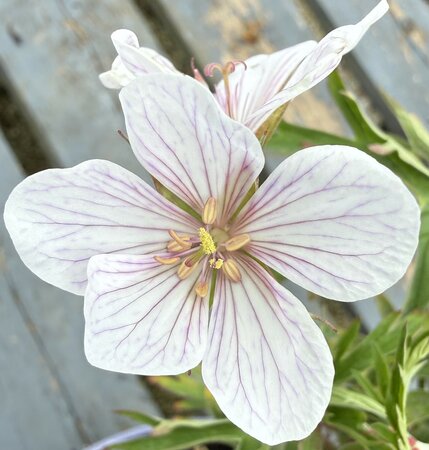 Geranium clarkei 'Kashmir White' - image 1