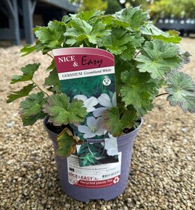 Geranium 'Coombland White'