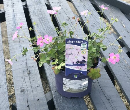 Geranium 'Dreamland' ®
