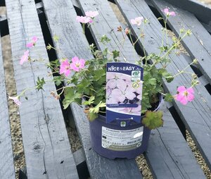 Geranium 'Dreamland' ®
