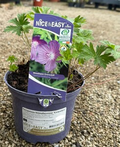 Geranium himalayense 'Gravetye'