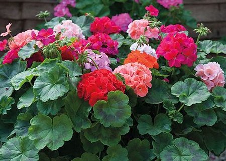 GERANIUM IN VARIETIES