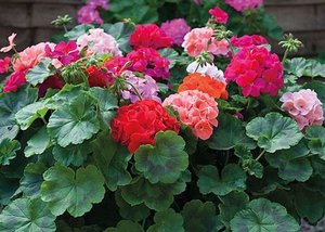 GERANIUM IN VARIETIES