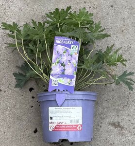 Geranium 'Johnson's Blue'