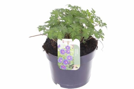 Geranium 'Johnson's Blue'  2 Ltr pot