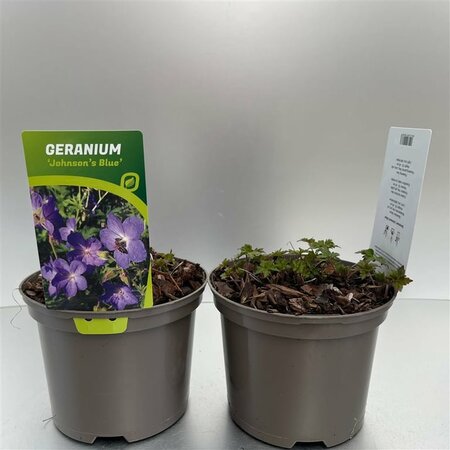 Geranium 'Johnson's Blue'