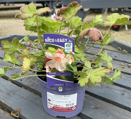 Geranium m. 'Spessart'