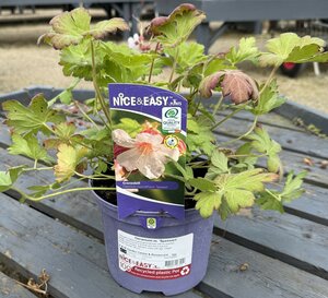 Geranium m. 'Spessart'